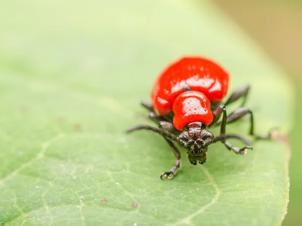 赤いカブトムシ マクロ — ストック写真