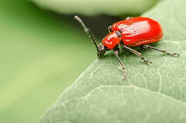 Escarabajo rojo macro —  Fotos de Stock