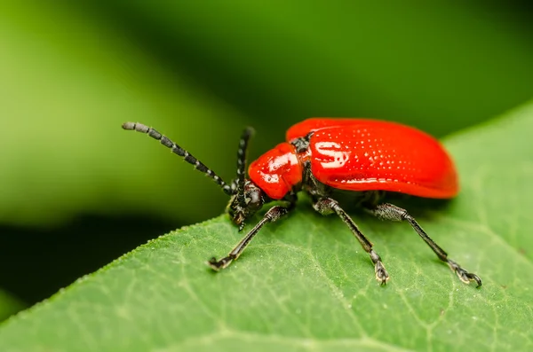 Röd beetle makro — Stockfoto