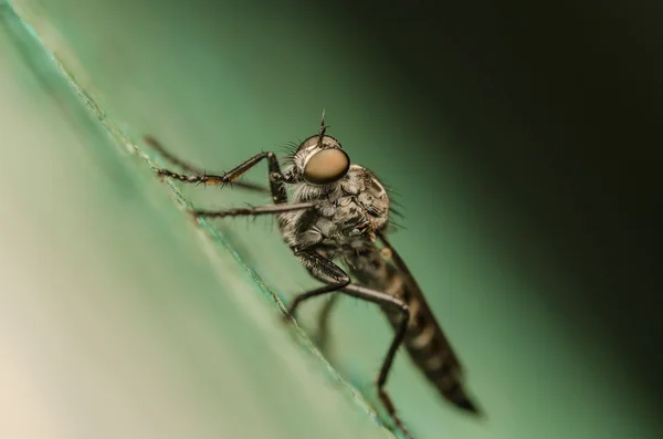 Robber Fly Macro — Stock Photo, Image