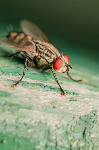 Makró Fly piros szem — Stock Fotó