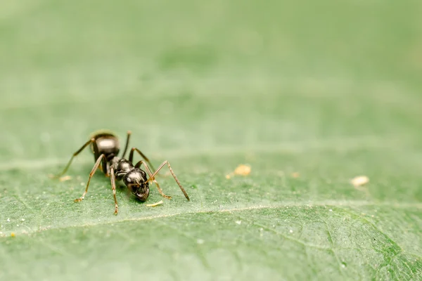 Siyah karınca — Stok fotoğraf