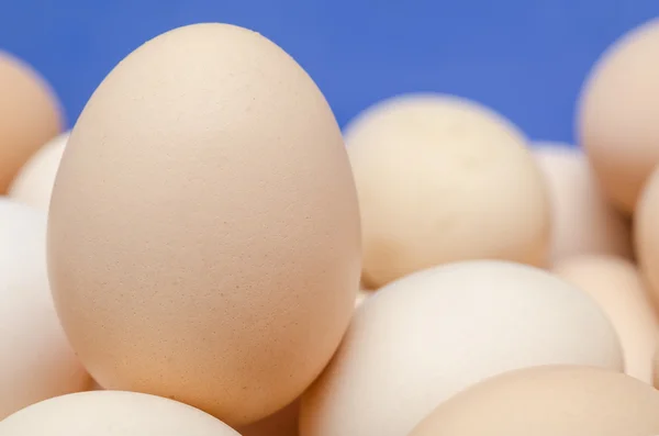 Œuf de poulet gros plan — Photo