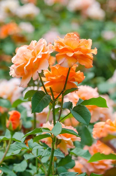 Orange Roses — Stock Photo, Image