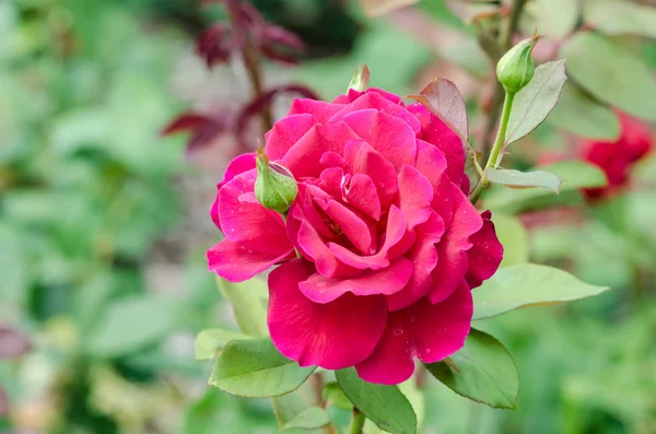 핑크 장미 정원 — 스톡 사진