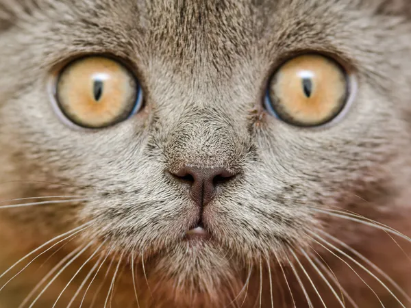 イギリスの短い髪の猫の肖像画 — ストック写真