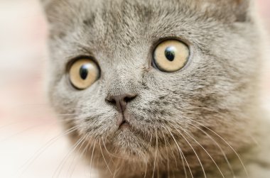 İngiliz kısa saç cat portre