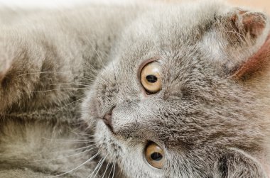 İngiliz kısa saç cat oynamak