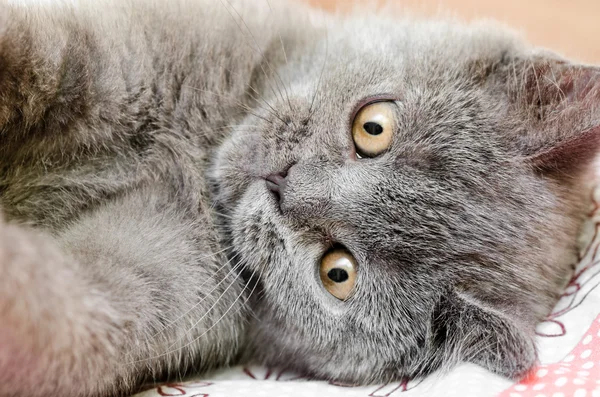 Gra Kot brytyjski krótkie włosy — Zdjęcie stockowe