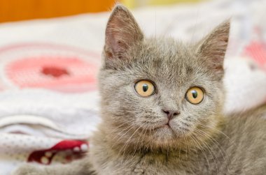 Britanya ile ilgili stenografi kedi rahatlatıcı