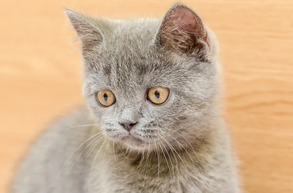 İngiliz kısa kedi portresi — Stok fotoğraf