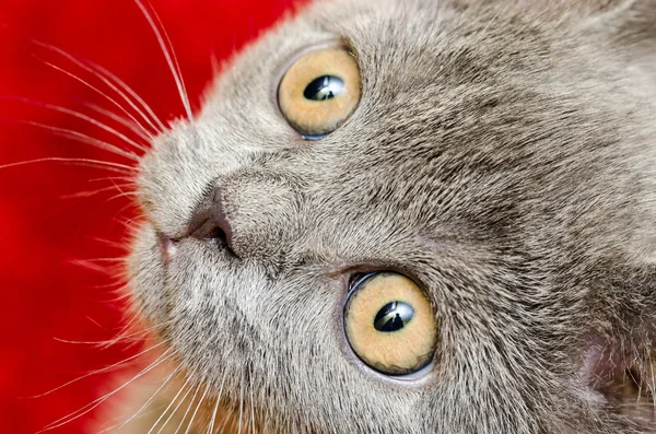 英国短毛猫肖像画 — 图库照片