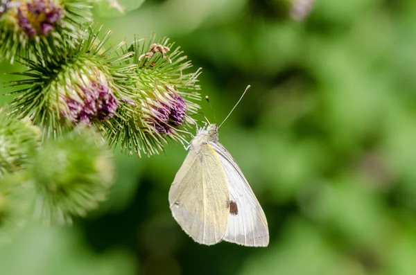배 추 흰 나비 — 스톡 사진