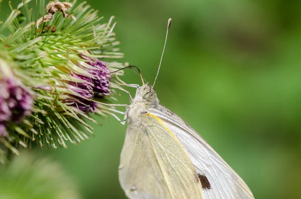 Cabbage White Butterfly — Stock Photo, Image