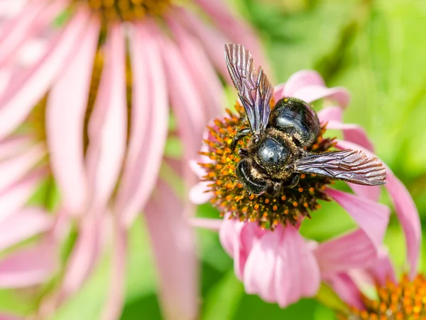 Bumble Bee Gathering Polen — Stock Photo, Image