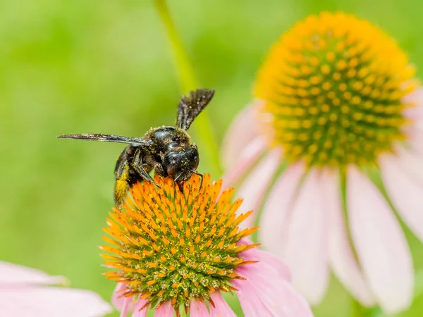 Bumble Bee Gathering Polen — Stock Photo, Image