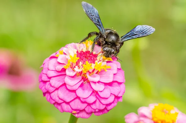 Шмелевой пчелиный труд — стоковое фото