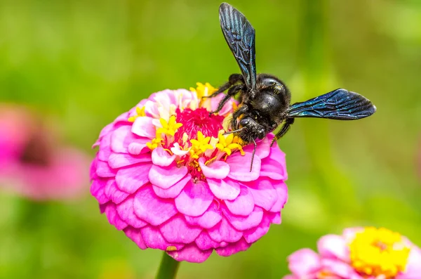 Bumble Bee Working — Stock Photo, Image