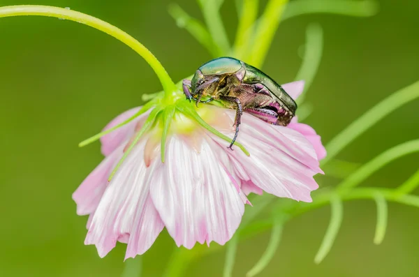 June Beetle — Stock Photo, Image