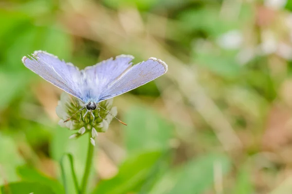 Small Blue Butterfly — Stock Photo, Image