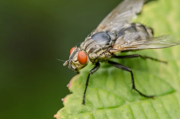 Gemensamma flyga makro — Stockfoto