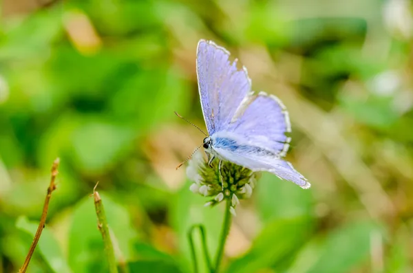 Small Blue Butterfly — Stock Photo, Image