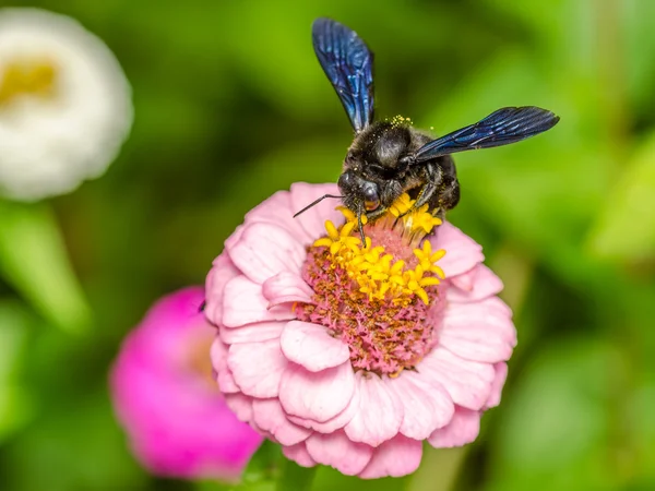 Bumble Bee Gathering Flower Pollen — Stock Photo, Image