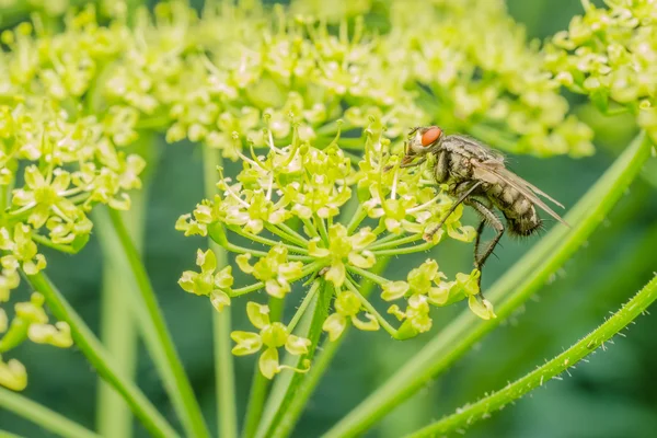 Common Fly — Stock Photo, Image