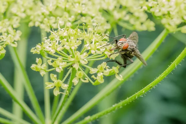 Обычная муха — стоковое фото
