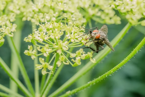 Common Fly — Stock Photo, Image