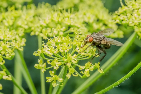 Common Fly — Stock Photo, Image