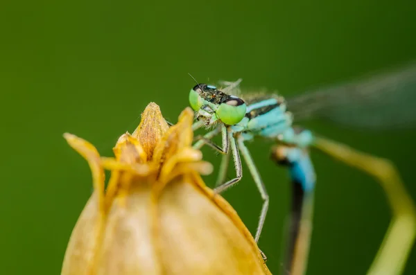 Blue Dragonfly Macro — Stock Photo, Image