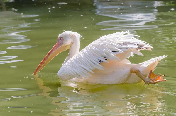 Pelican nadando en el lago — Foto de Stock