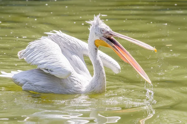 Pelican nadando en el lago — Foto de Stock