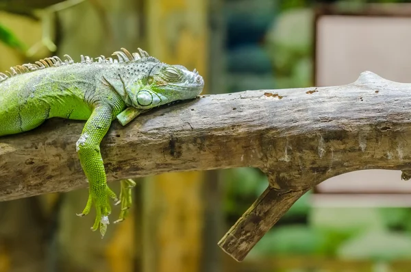 Grüner Leguan auf einem Ast — Stockfoto