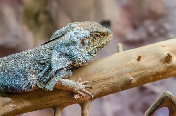 Żabotowy lizard — Zdjęcie stockowe