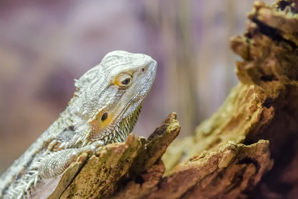 Central Bearded Dragon — Stock Photo, Image