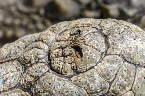 Nijlkrokodil neus — Stockfoto