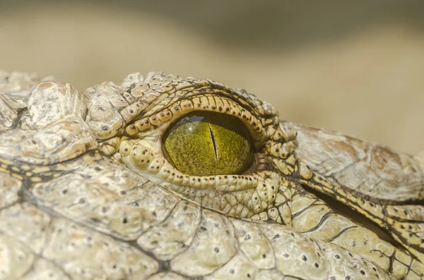 Nijlkrokodil oog — Stockfoto