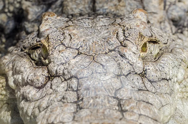 Chasse au crocodile du Nil — Photo