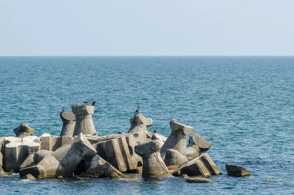 Cormorant Birds At The Black Sea — Stock Photo, Image