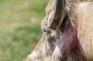 bubalus sığır portre