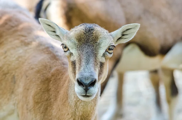 Portrait de chèvre de montagne — Photo