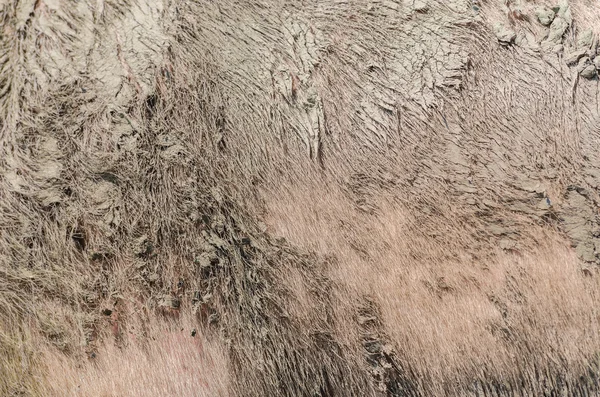 Textura de piel de cerdo sucia —  Fotos de Stock