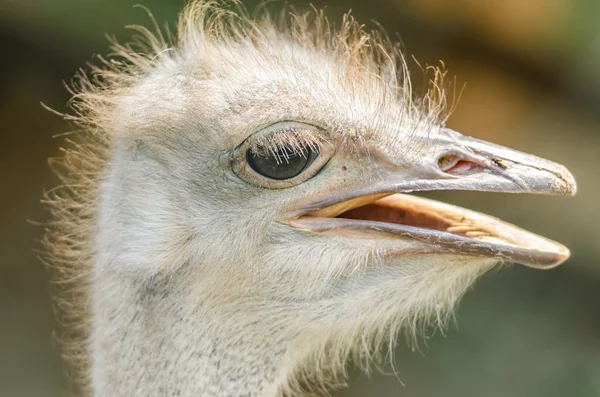 Ostrich Portrait — Stock Photo, Image