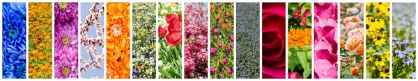 Krásné květiny koláž — Stock fotografie