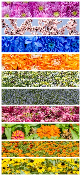 Beautiful Flowers Collage — Stock Photo, Image