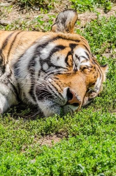 Slaap Tijger — Stockfoto