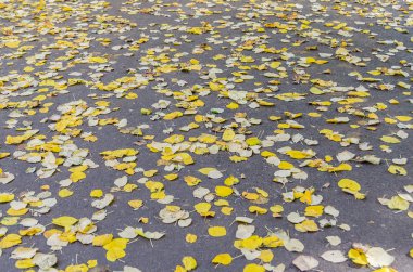 Sonbahar Yaprakları