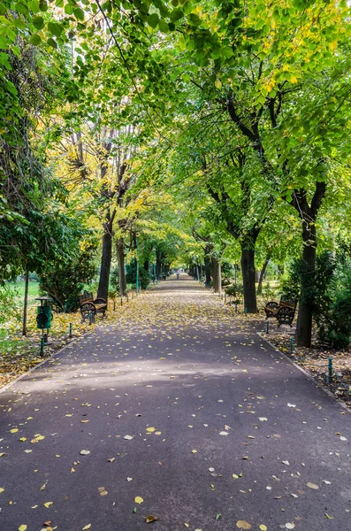 Automne dans le parc public — Photo